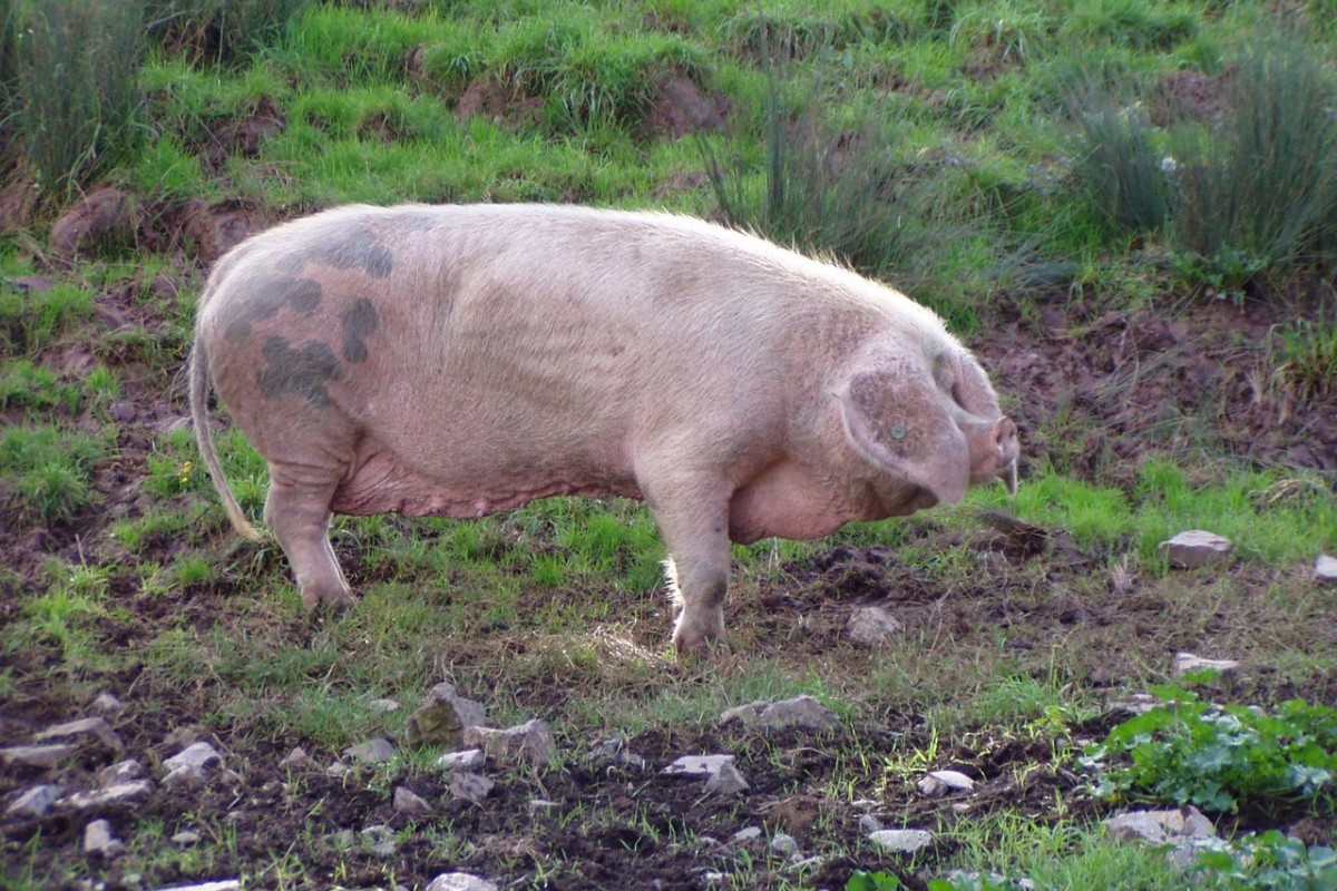 El Gochu Astur Celta